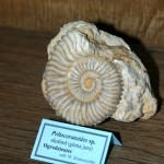 peltoceratoides